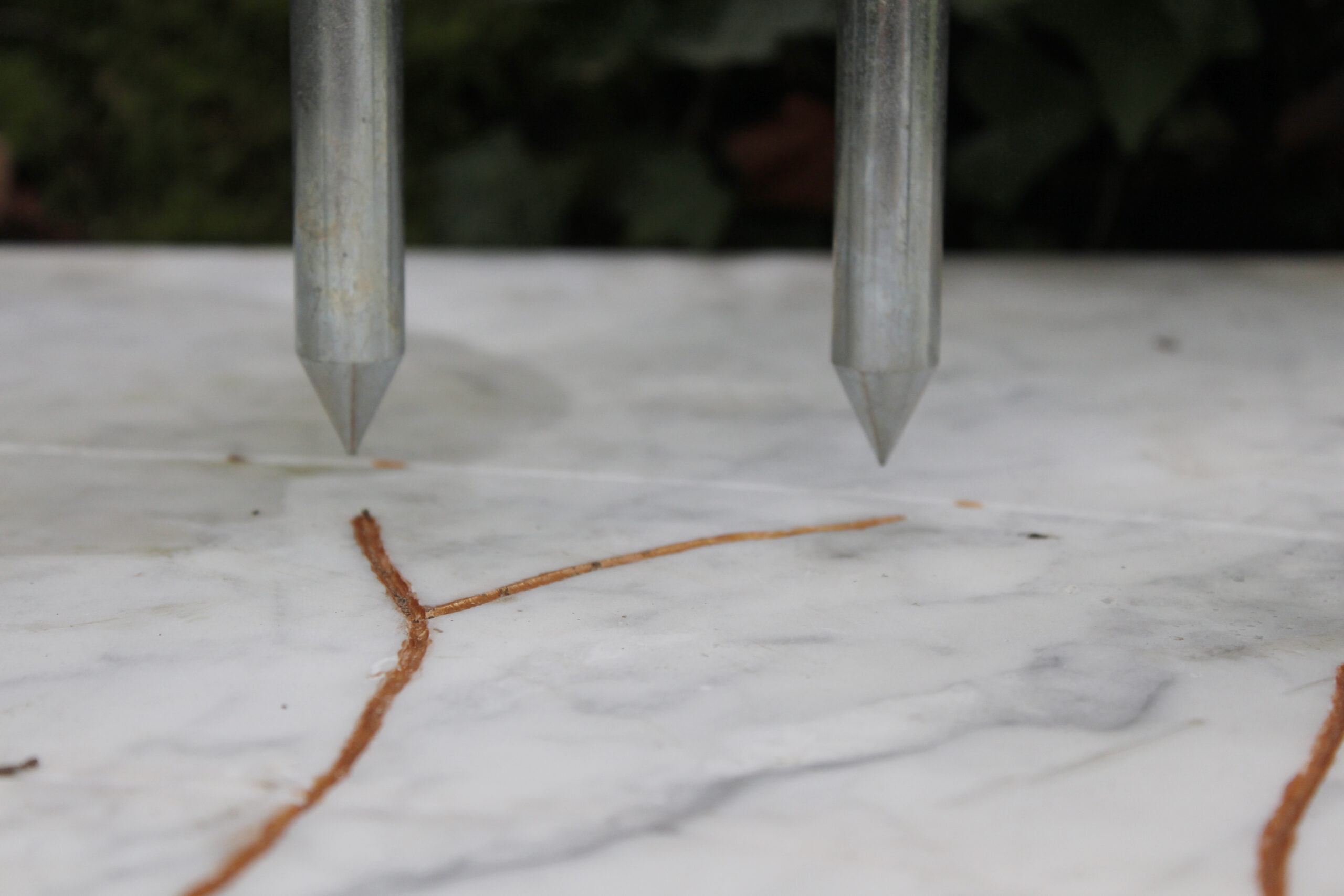 Héliotropisme positif